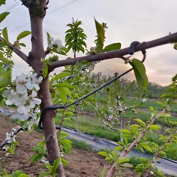 Verstellbarer Obstbaum-Astform – Bonsai Gardener Bewertung und Preis