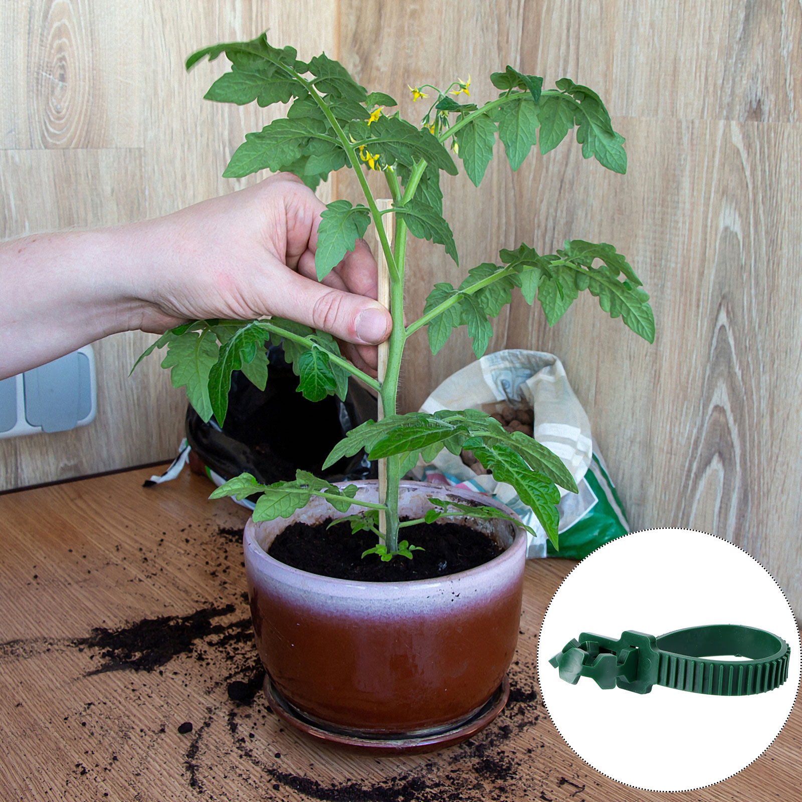20 Stück Rankenbefestigungssch – Bonsai Gardener Bewertung und Preis